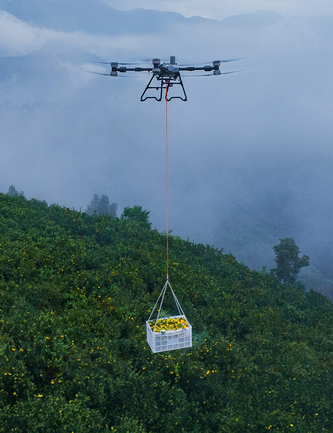 Transporte de frutas con dron T100